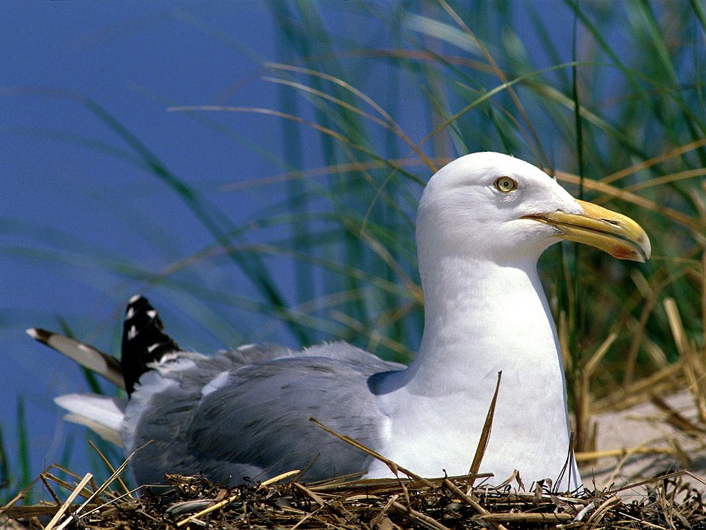 A Herring Gull